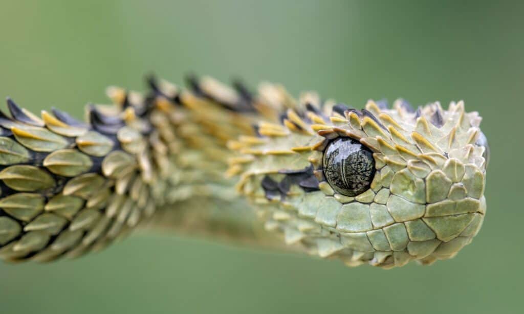 Vipera spinosa del cespuglio
