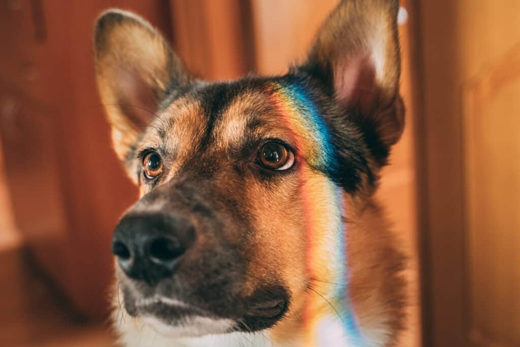 cane che fissa