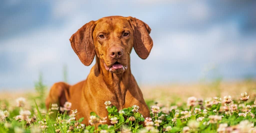 Vizsla vs puntatore tedesco a pelo corto