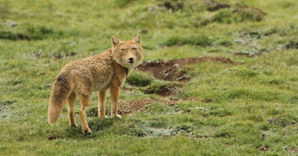 Volpe della sabbia tibetana (Vulpes ferrilata) che cammina sulle pianure dell'altopiano tibetano della Cina.