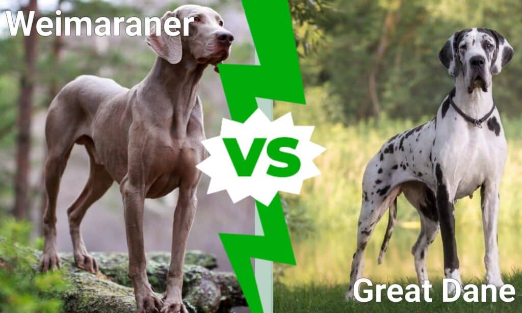 Weimaraner contro Alano