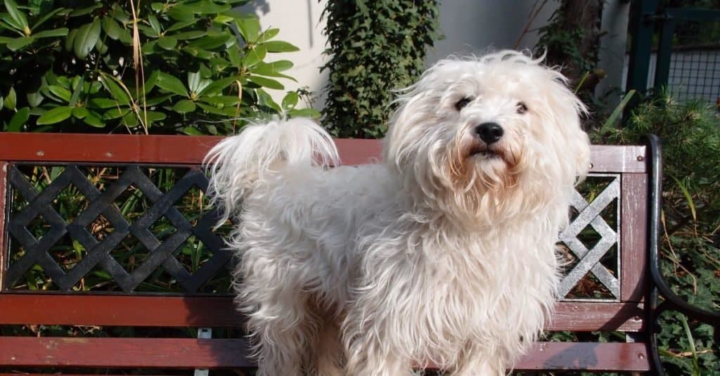 Westiepoo bianco in piedi su una panchina
