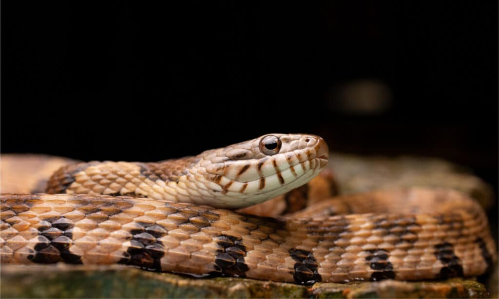 serpente d'acqua marrone