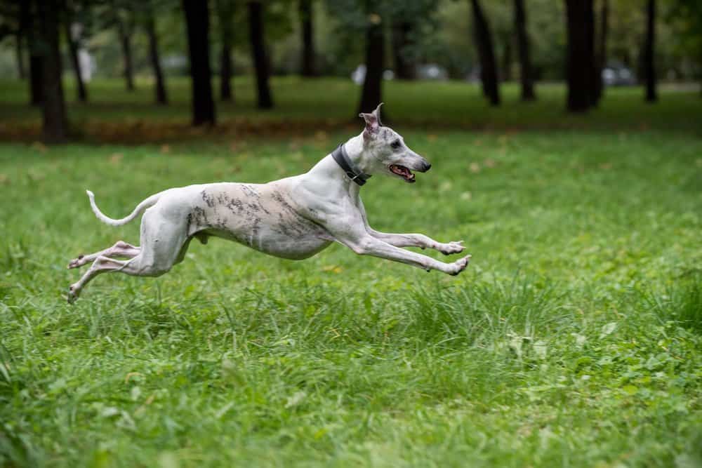 Cane di razza Whippet che attraversa l'erba.