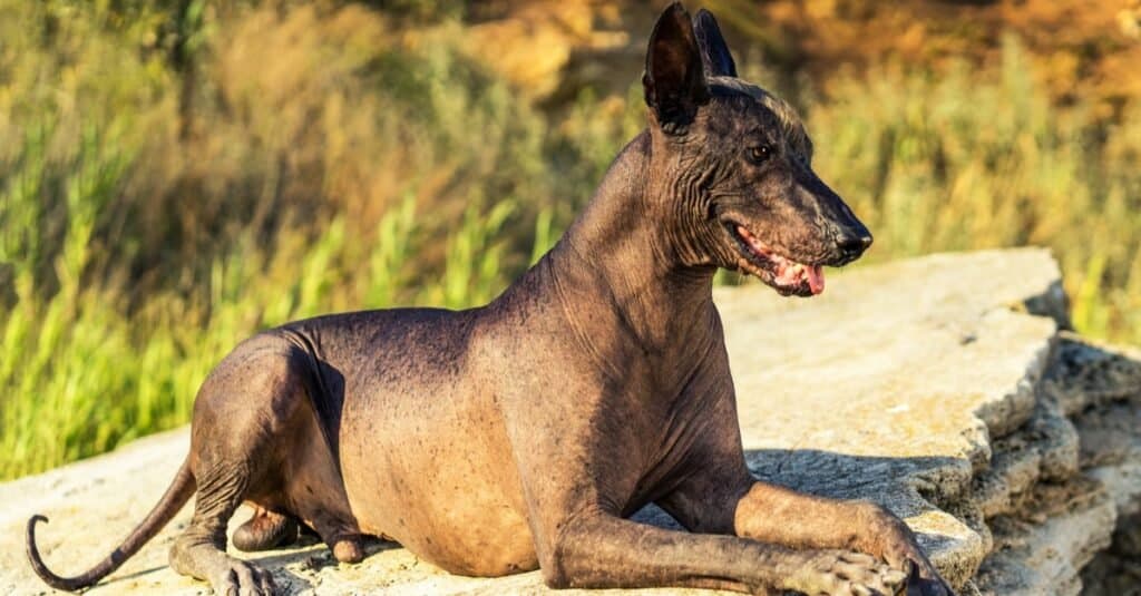 Il cane messicano glabro (Xoloitzcuintli, Xolo) giace su una grande pietra al tramonto.