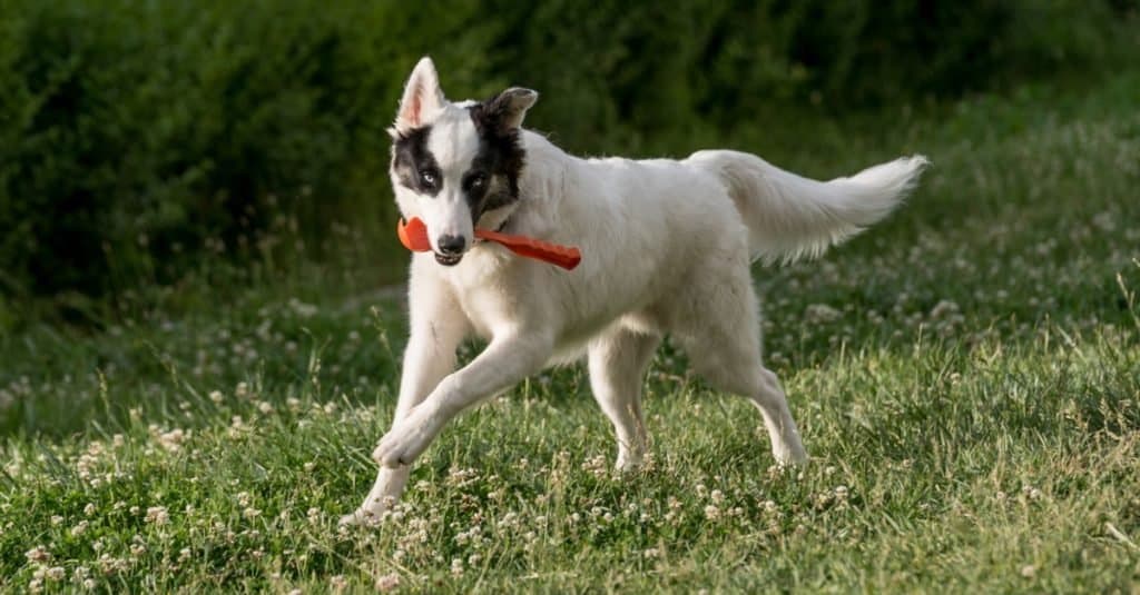 Giovane Yakutian Laika che corre attraverso l'erba.