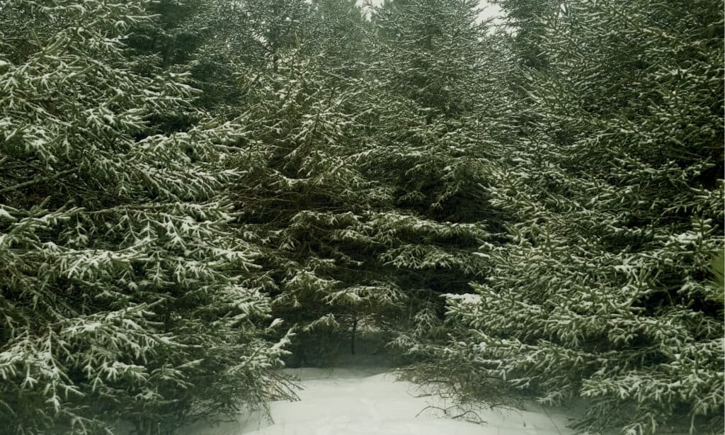 Abete balsamico in inverno