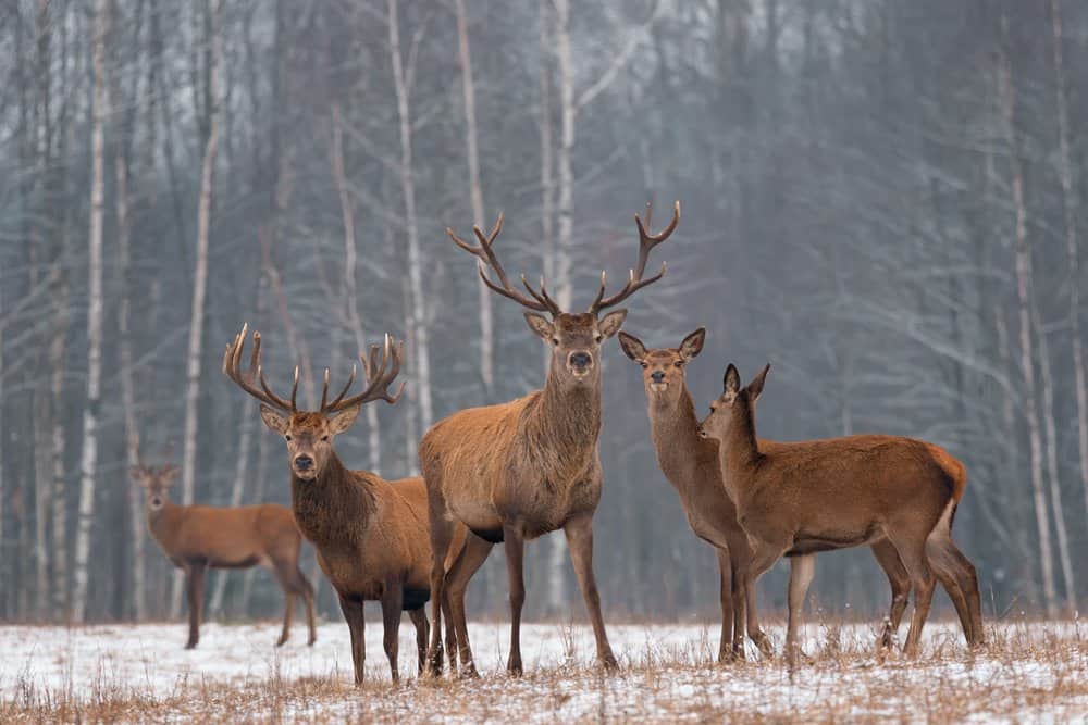 Yellowstone a febbraio