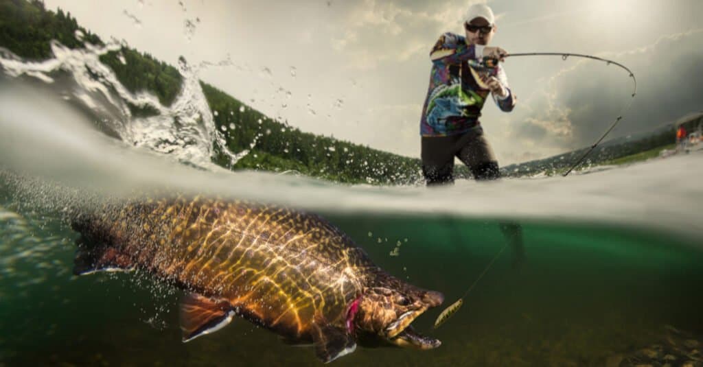 Trota vs salmone - Pesca alla trota
