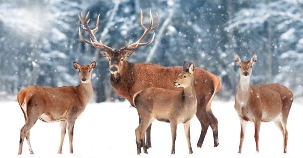 Famiglia di alci sullo sfondo di una bellissima foresta di neve invernale.