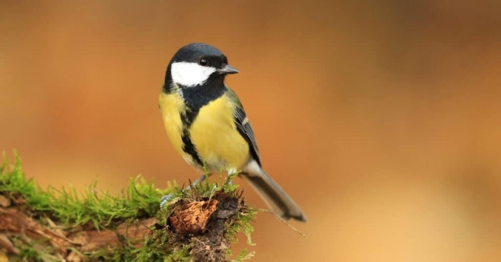 Animali che cantano