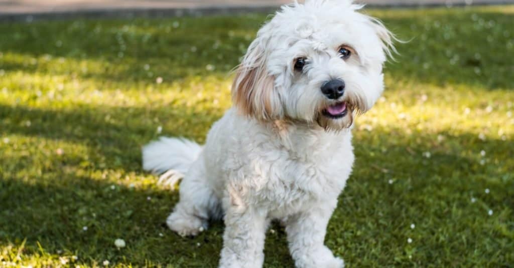 Carino piccolo Bichon Frise e Yorkshire terrier mix cane, Yorkie Bichon, seduto in un giardino di erba fresca tagliata.