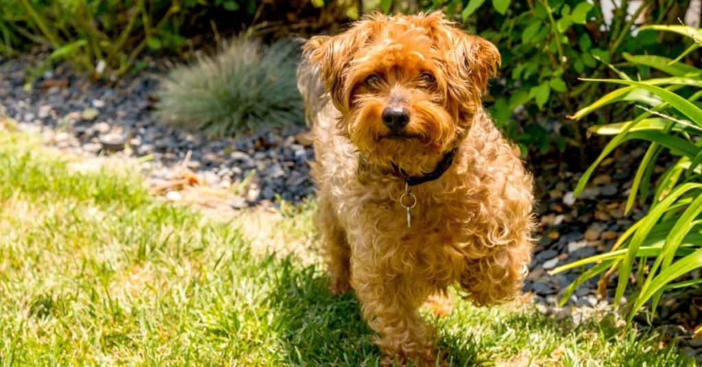Yorkie Poo in posa sull'erba.  Yorkie Poo è un incrocio tra uno Yorkshire terrier e un barboncino giocattolo