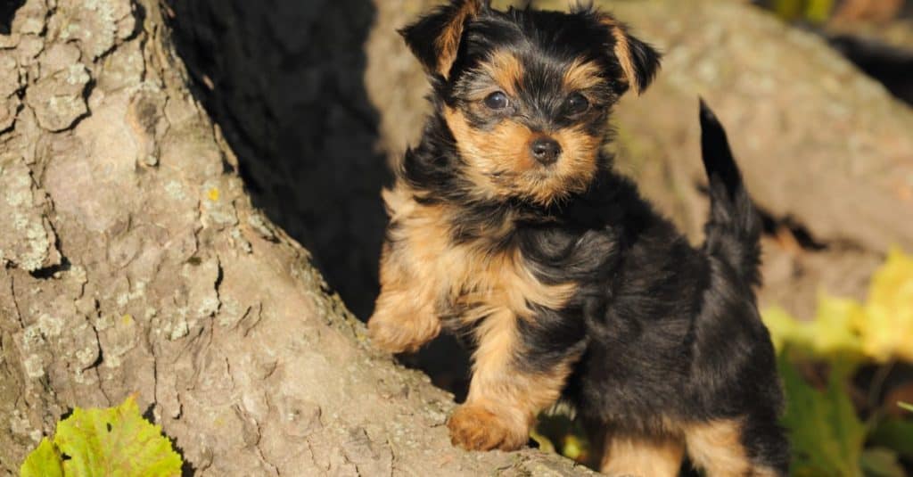 Piccolo cucciolo di Yorkshire terrier 7 settimane gioca in giardino