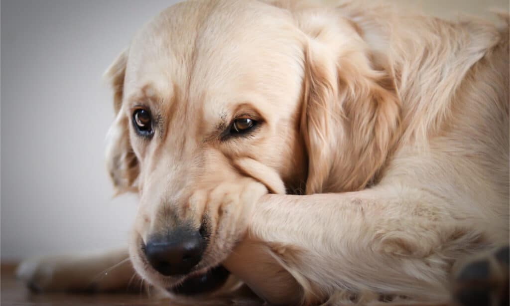 Un golden retriever che si mastica la zampa