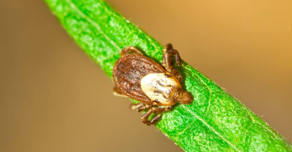 Rocky Mountain Wood Tick, Dermacentor andersoni su un filo d'erba.