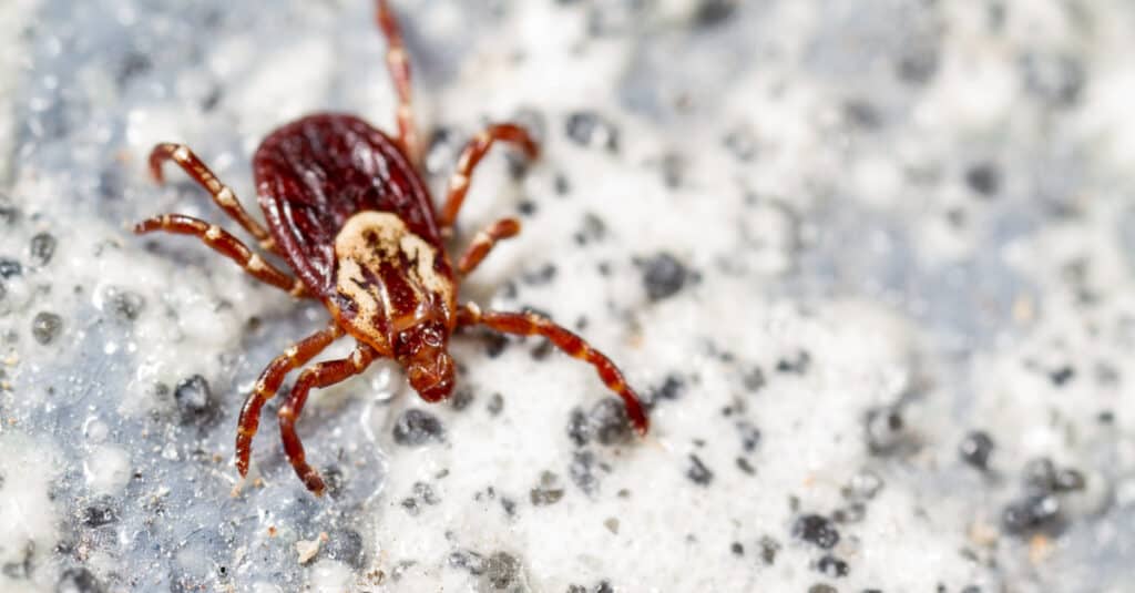 Femmina American Dog Tick, Dermacentor variabilis, seduto su una roccia.