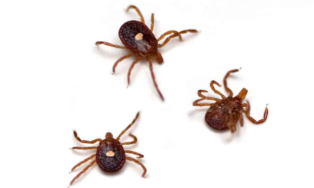 Lone Star Tick (Amblyomma americanum) su uno sfondo bianco.