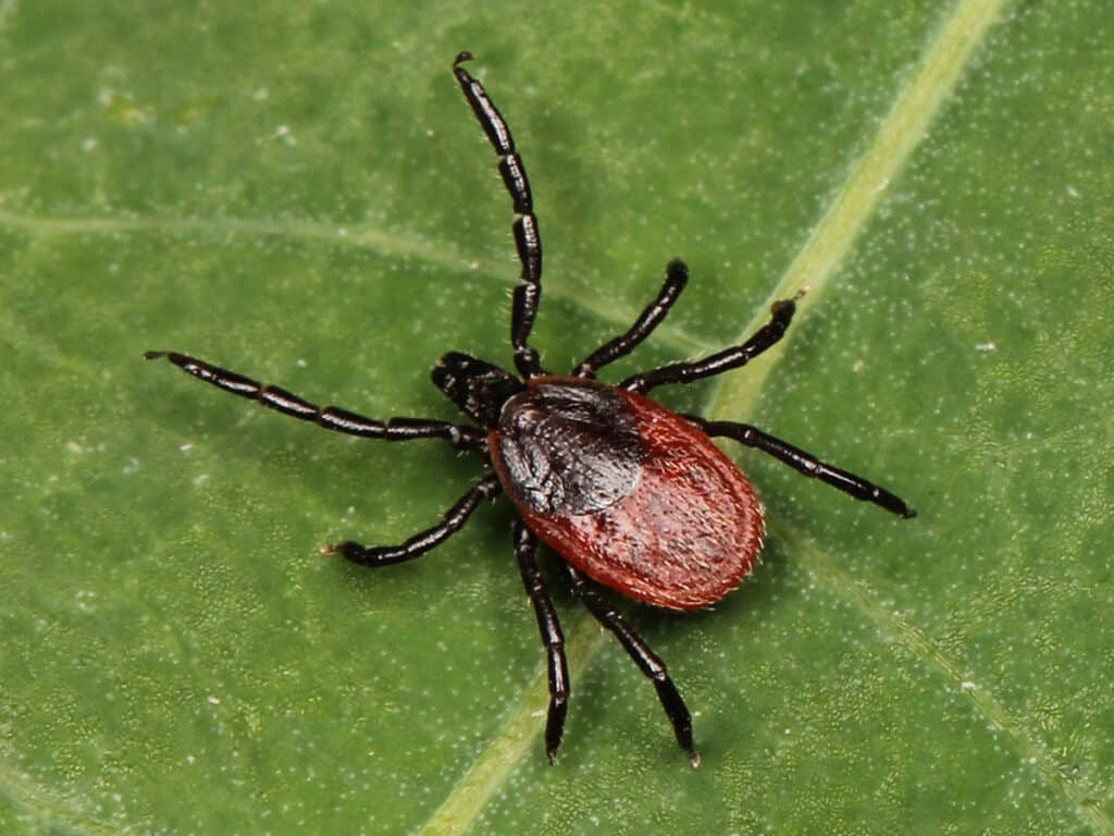 Zecca occidentale dalle zampe nere