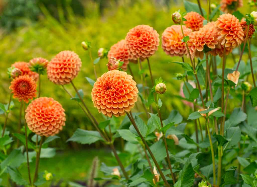 Dalie che crescono in un giardino