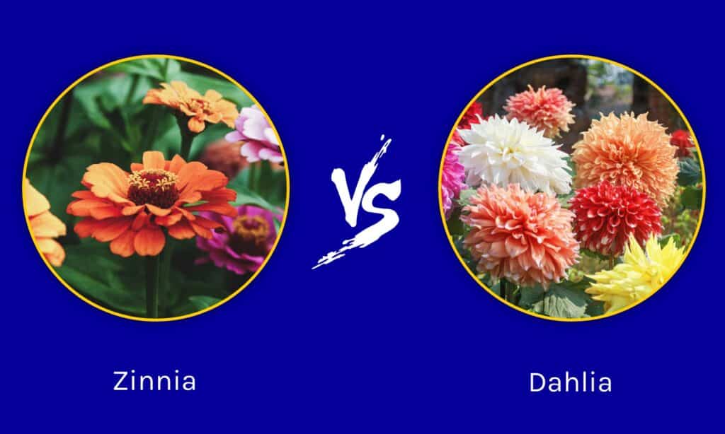 Zinnia vs Dalia