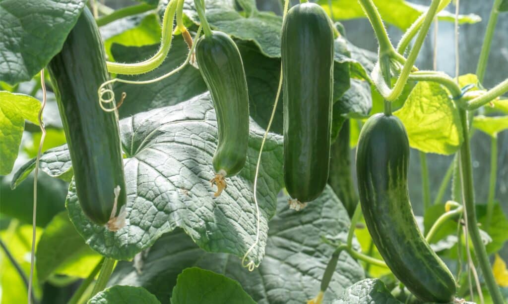 Piante di zucchine