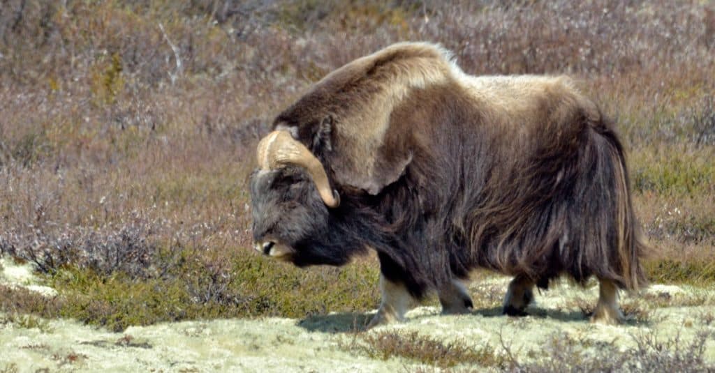 Muskox - Ovibos moschatus - in habitat naturale