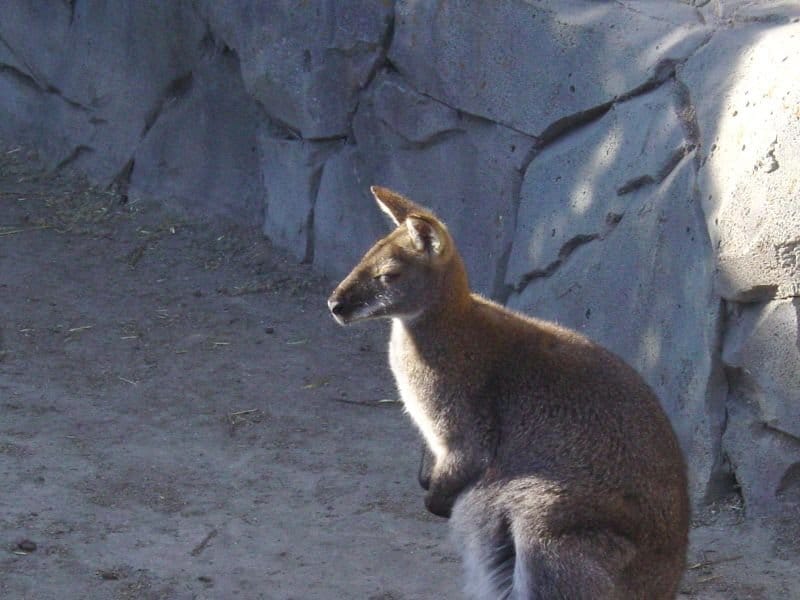 Wallaby dal collo rosso