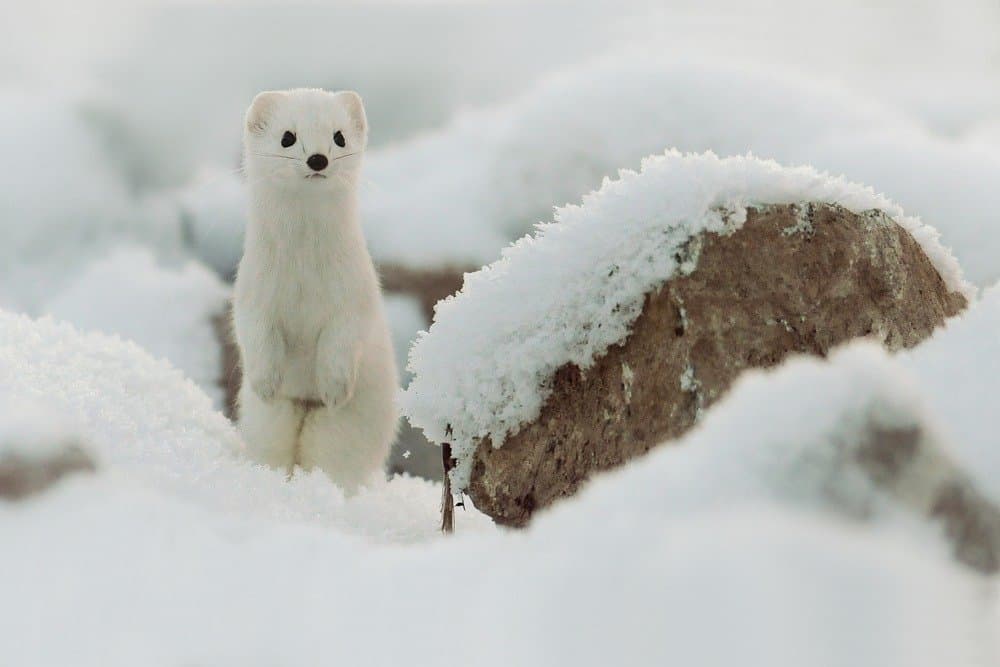 Un ermellino in camice bianco