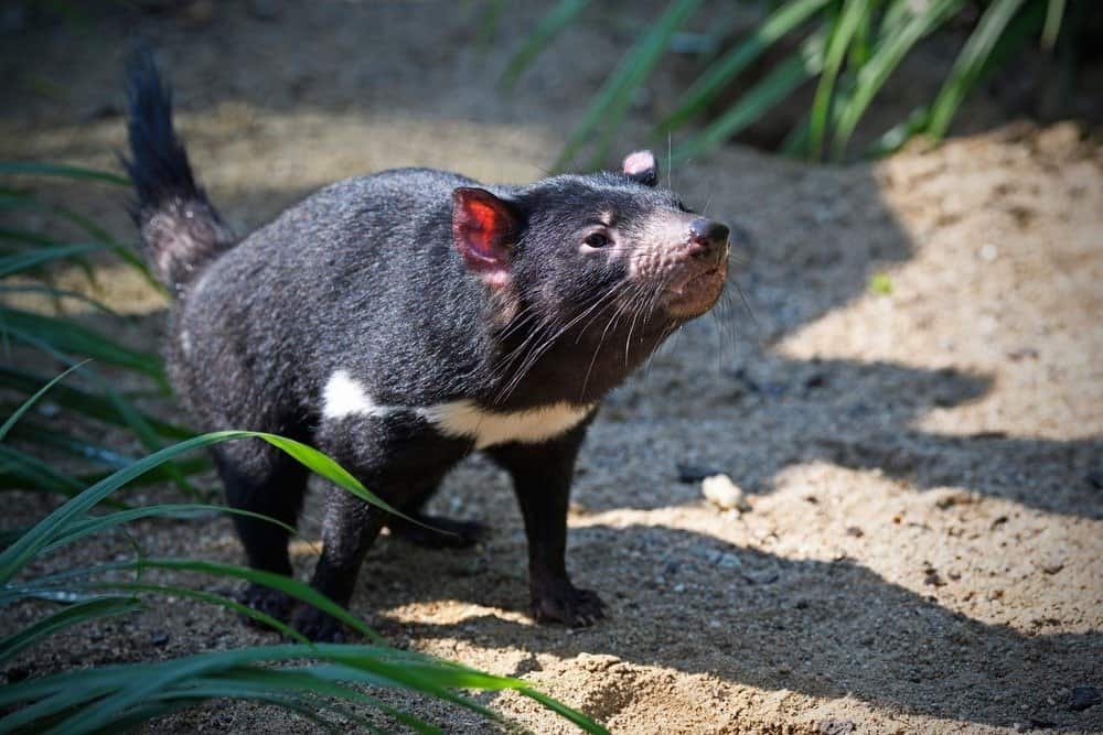 Il diavolo della Tasmania cammina sul sentiero annusando