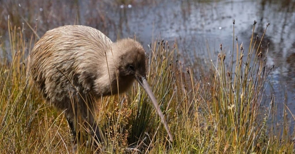 L'uccello nazionale della Nuova Zelanda è il kiwi. 