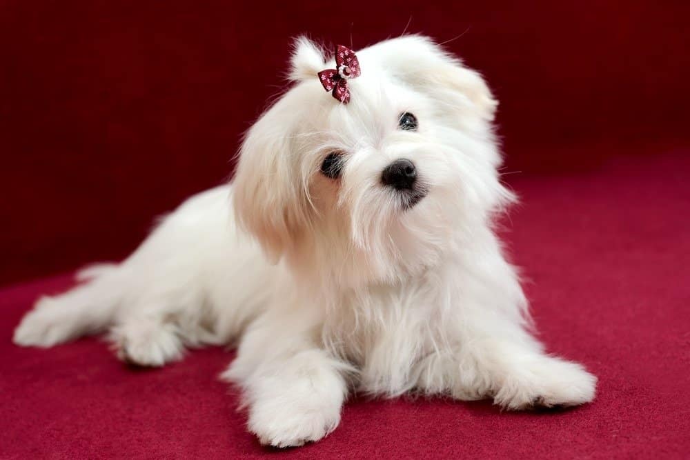 cane maltese