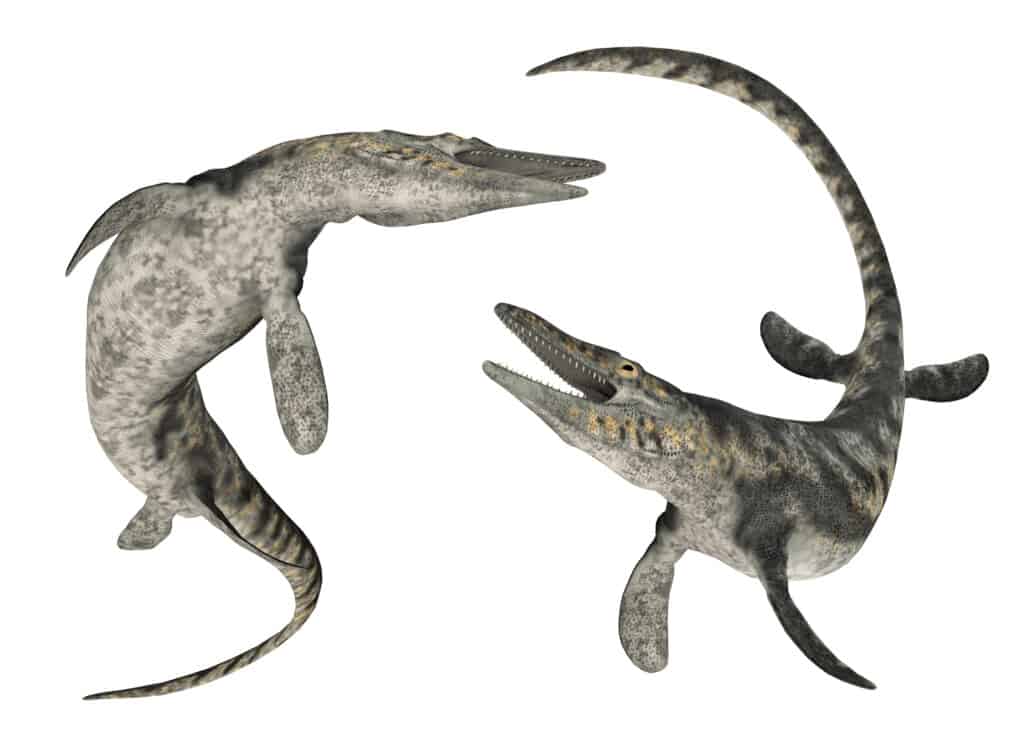 due mosasauri maturi su sfondo bianco