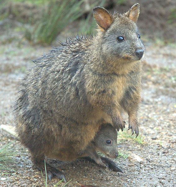 Pademelon madre e figlio