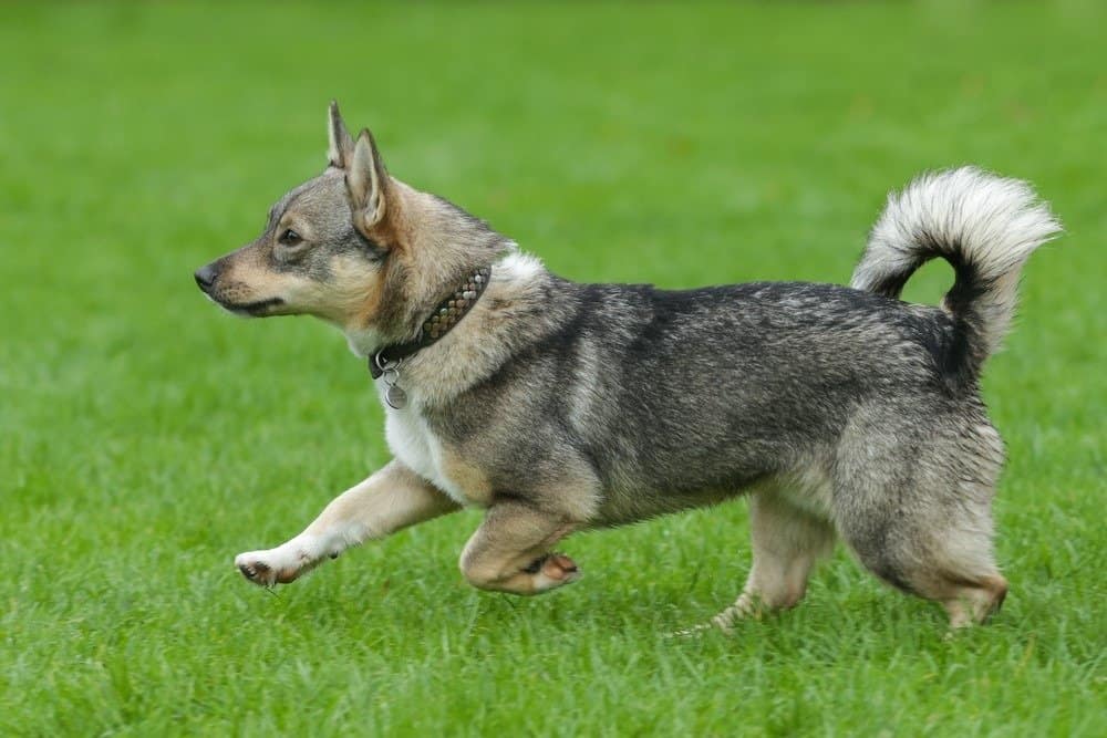 Ritratto del tipico Vallhund svedese che corre durante un allenamento di agilità.