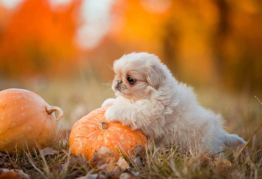 Cucciolo bianco pechinese che gioca con la zucca