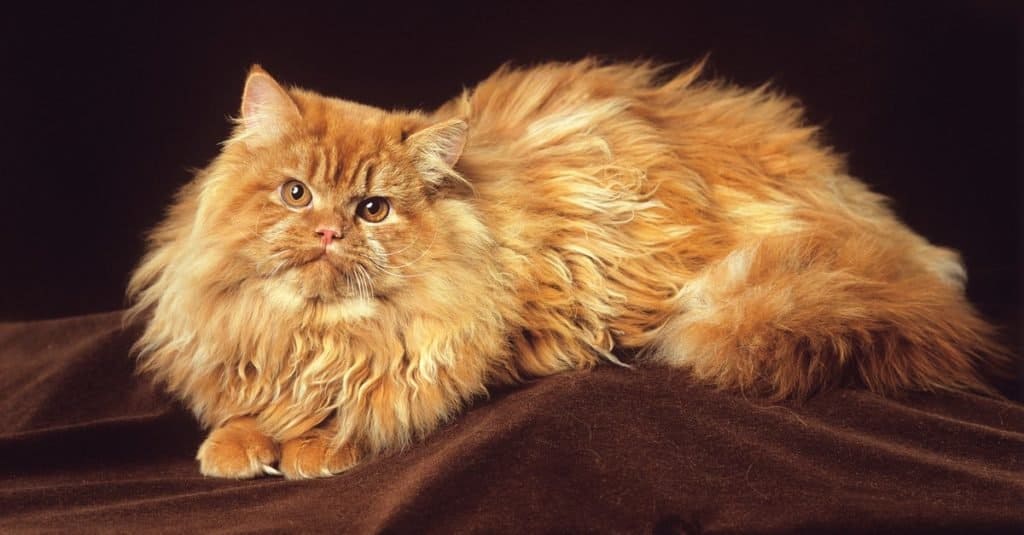 Un gatto persiano rosso sdraiato su un tavolo in studio.