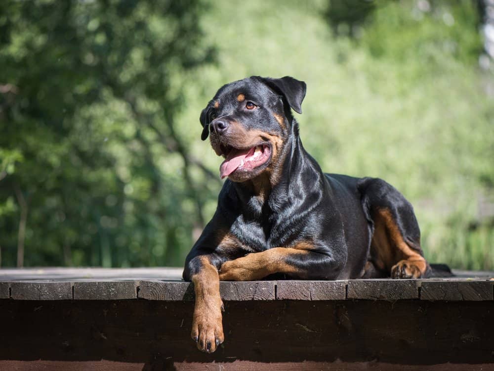 Rottweiler (Canis familiaris) - sdraiato sul ponte