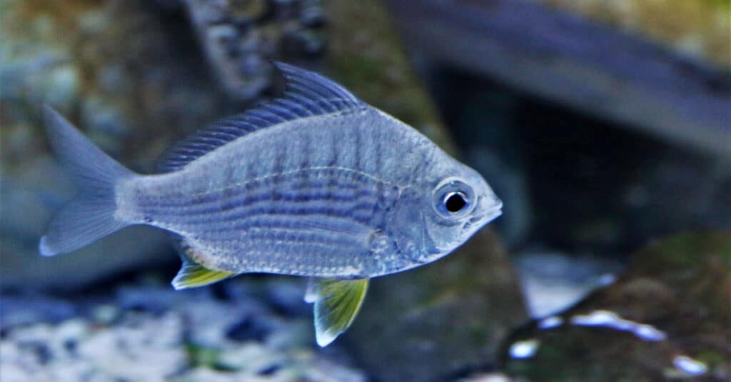 Una mojarra dal corpo profondo in un acquario marino