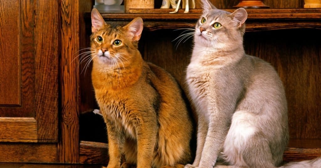 Ruddy e gatti somali blu seduti su una credenza.