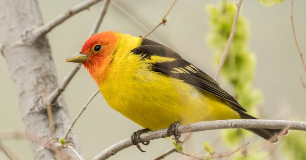 Uccelli dal petto giallo: Western Tanager