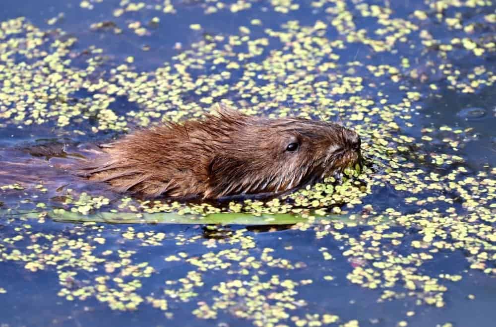 Cosa mangiano i topi muschiati - Topo muschiato che nuota nello stagno