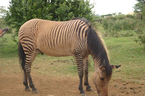 zorse

