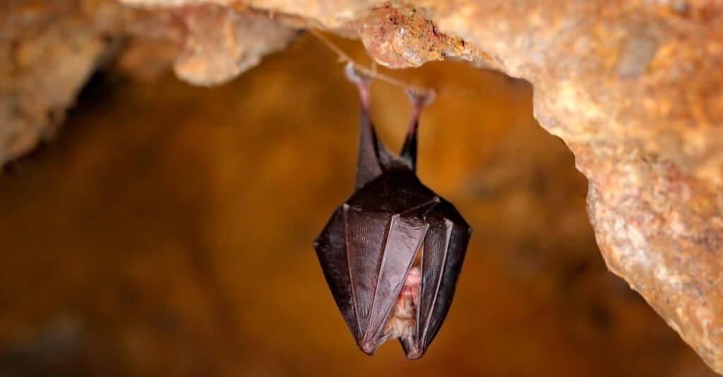 Gli animali più assonnati - Piccolo pipistrello marrone