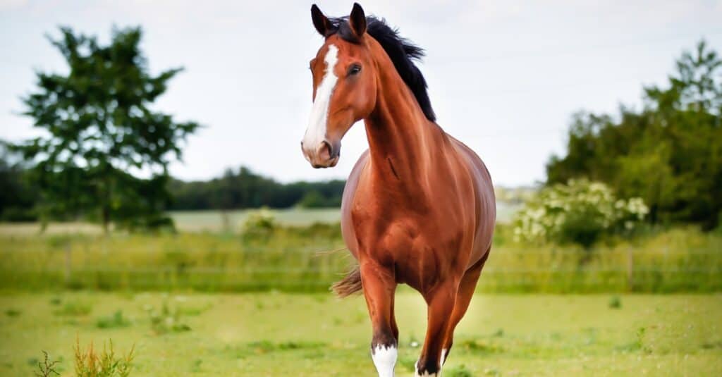 cavallo che corre in un campo