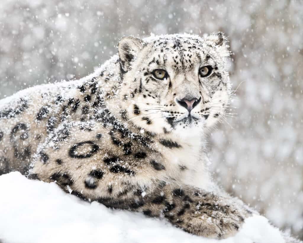 leopardo delle nevi