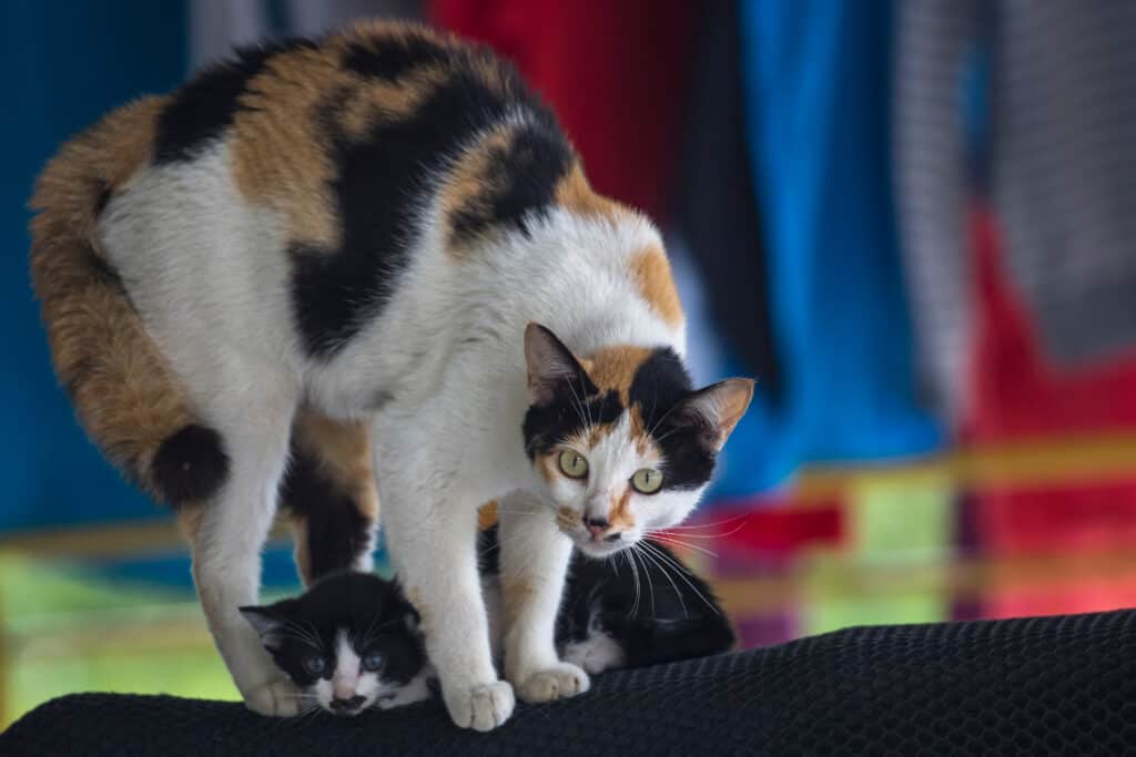 mamma gatta