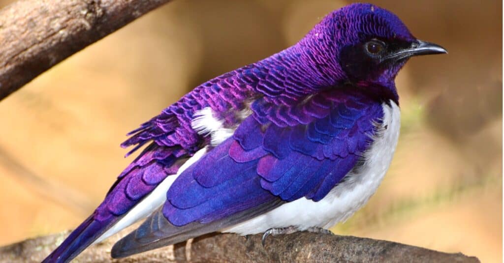 storno dal dorso viola appollaiato sul ramo