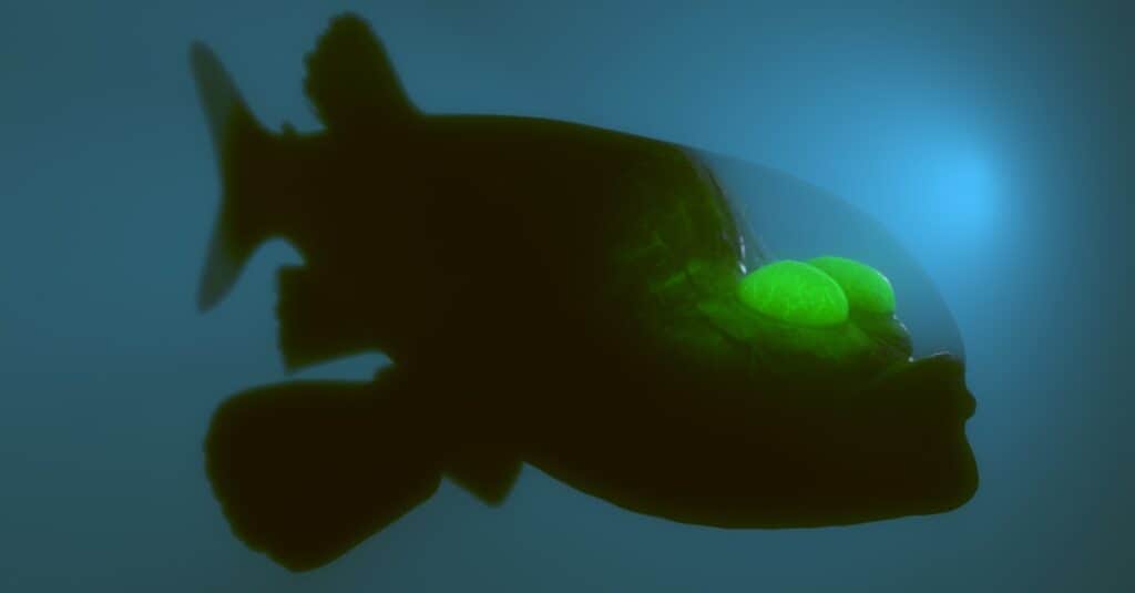 creature del mare profondo pesce barreleye
