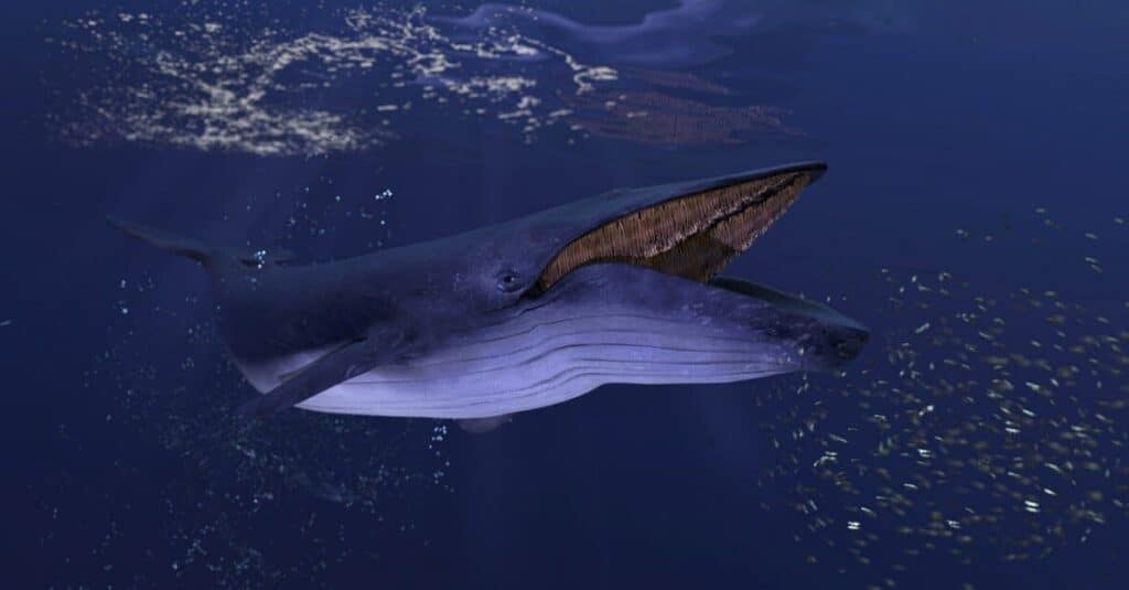 Cosa mangiano le balene blu